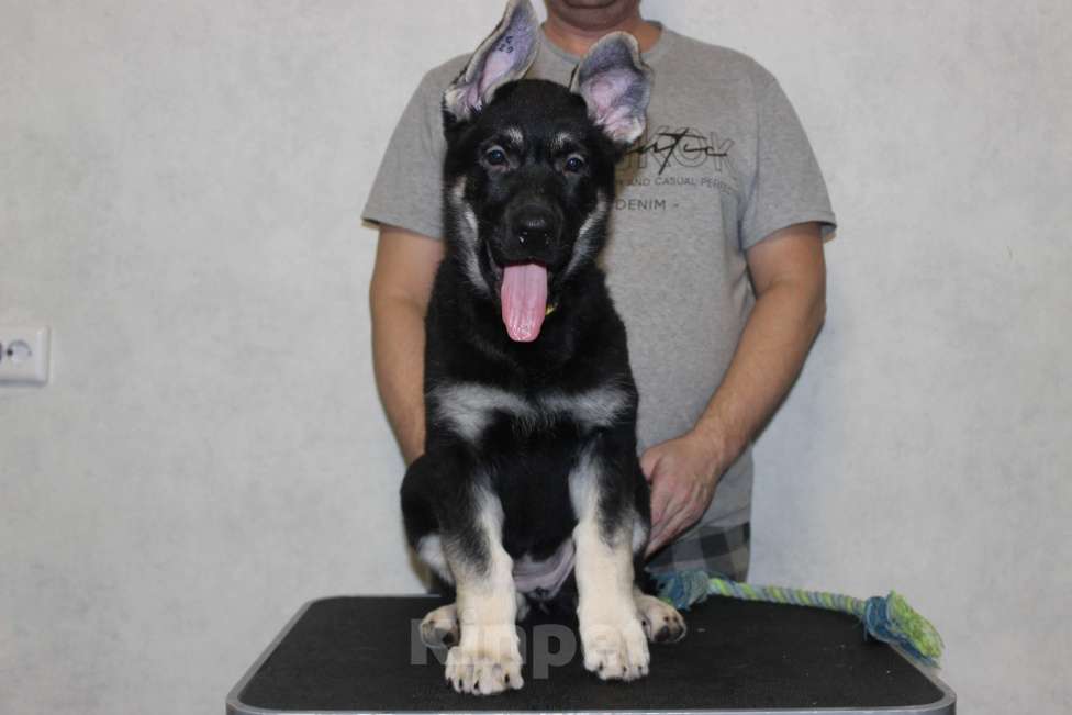 Собаки в Красноярске: Щенок ВЕО Наоми Энджел Девочка, Бесплатно - фото 1