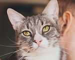 Кошки в Москве: Самый ласковый кот в мире Кузя в поисках дома! Мальчик, 10 руб. - фото 1