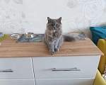 Кошки в Кропоткине: Шотландские котята  Девочка, 3 500 руб. - фото 1