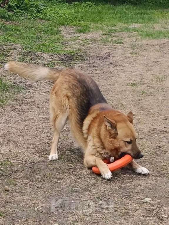 Собаки в Москве: Идеальный семьянин Мальчик, Бесплатно - фото 4