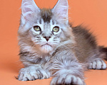 Кошки в других городах Московской области: Серебряный полидакт Мальчик, 65 000 руб. - фото 6