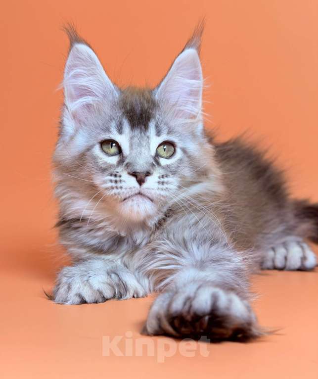 Кошки в других городах Московской области: Серебряный полидакт Мальчик, 65 000 руб. - фото 6