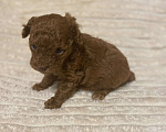Собаки в Санкт-Петербурге: Очаровательная малышка той пудель девочка ред Браун  Девочка, Бесплатно - фото 4