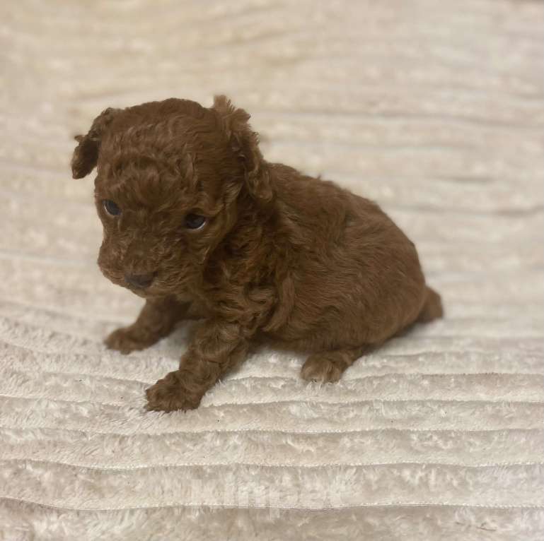 Собаки в Санкт-Петербурге: Очаровательная малышка той пудель девочка ред Браун  Девочка, Бесплатно - фото 4