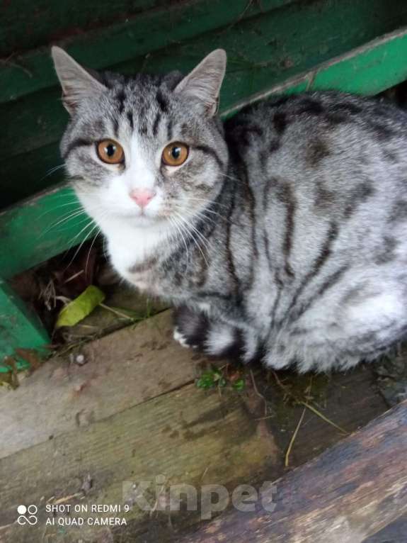 Кошки в Ярославле: Котенок в добрые руки  Мальчик, Бесплатно - фото 4