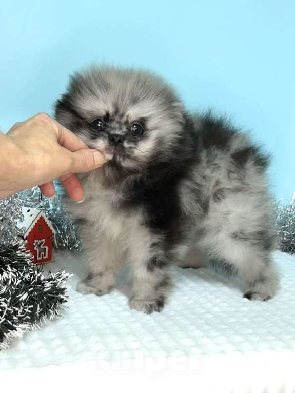 Собаки в Туле: Щенок мраморный шпиц Мальчик, 35 000 руб. - фото 2