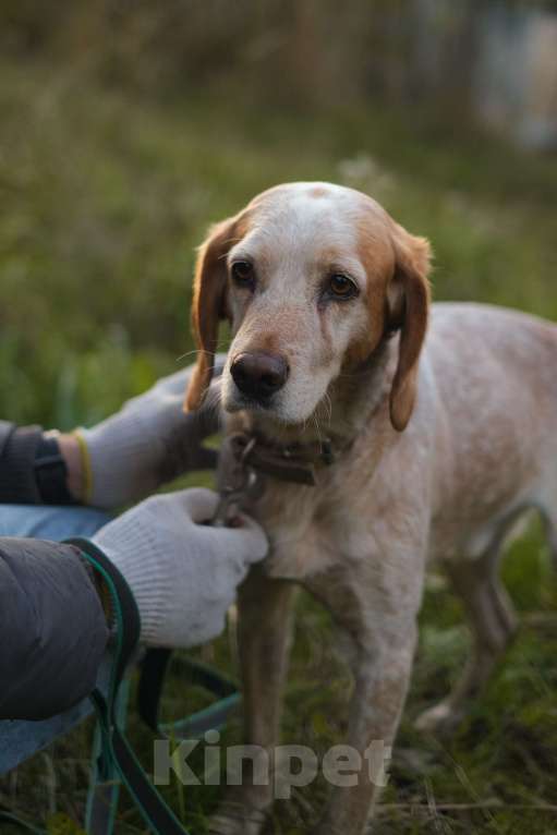 Собаки в Санкт-Петербурге: Персик из приюта в добрые руки Мальчик, Бесплатно - фото 2