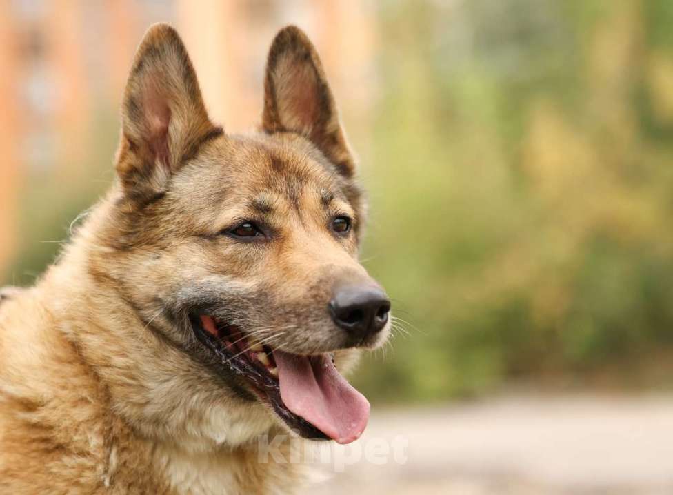 Собаки в Химках: Рыжий Мальчик, Бесплатно - фото 4