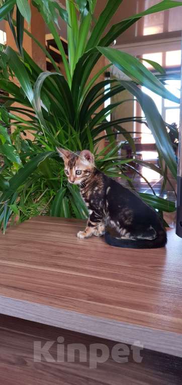 Кошки в Симферополе: Бенгальская девочка  Девочка, 25 000 руб. - фото 3