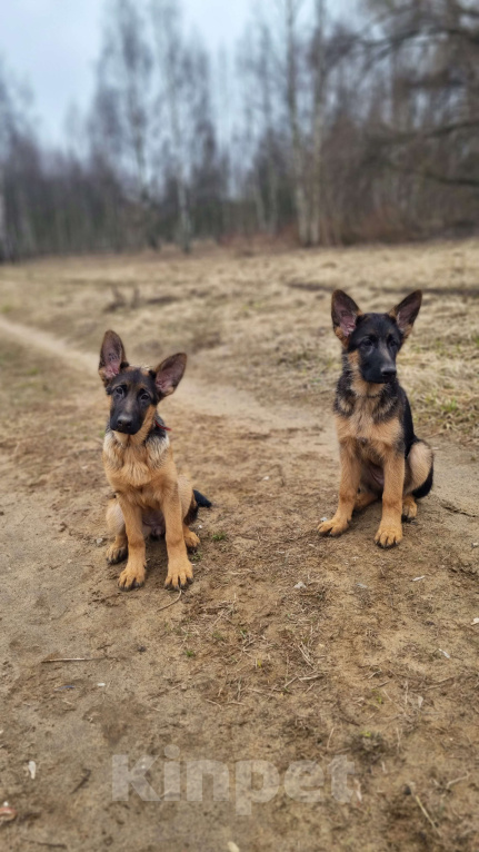 Собаки в Москве: Шикарные щенки немецкой овчарки Девочка, Бесплатно - фото 5
