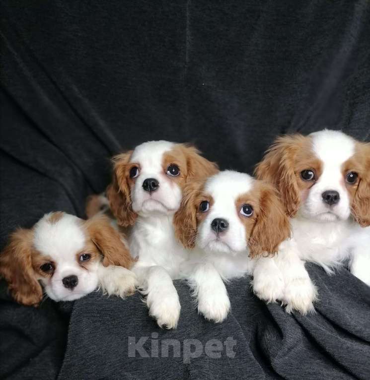 Собаки в Москве: Кавалер кинг Чарльз спаниель 3 мес щенки Девочка, 70 000 руб. - фото 2