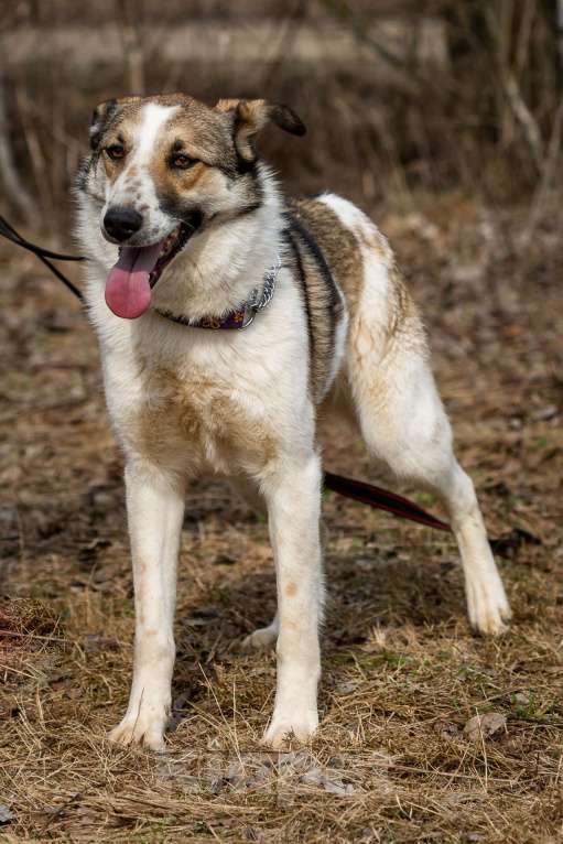 Собаки в Москве: Рокси Девочка, Бесплатно - фото 6