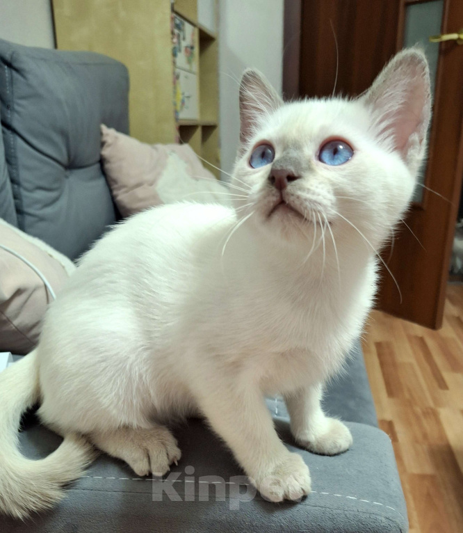 Кошки в Санкт-Петербурге: Тайская кошечка Девочка, 70 000 руб. - фото 1