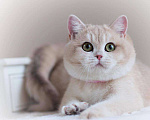 Кошки в Москве: Британская кошечка Девочка, 25 000 руб. - фото 3