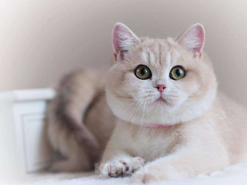 Кошки в Москве: Британская кошечка Девочка, 25 000 руб. - фото 3