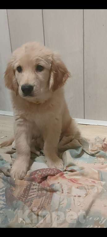Собаки в Подольске: Щенок Золотистый ретривер девочка,2,5 месяца,рыжая Девочка, 80 000 руб. - фото 3