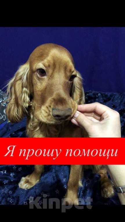 Собаки в других городах Камчатского края: Собаку украли ! Прошу помощи 🙏😭 Мальчик, 100 000 руб. - фото 4