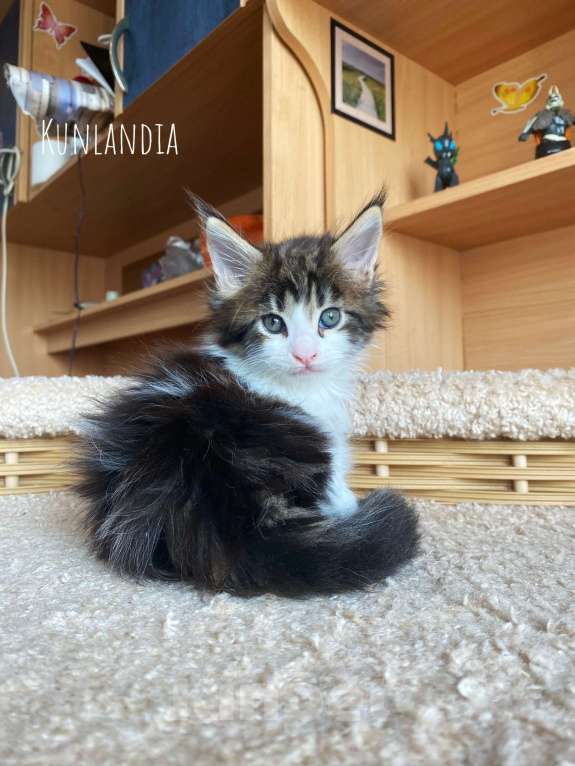 Кошки в Екатеринбурге: котенок мейн-кун Мальчик, 40 000 руб. - фото 3