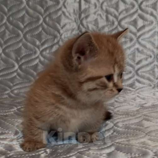 Кошки в других городах Воронежской области: Редкие котята манчкин с короткими лапками Мальчик, 39 900 руб. - фото 2