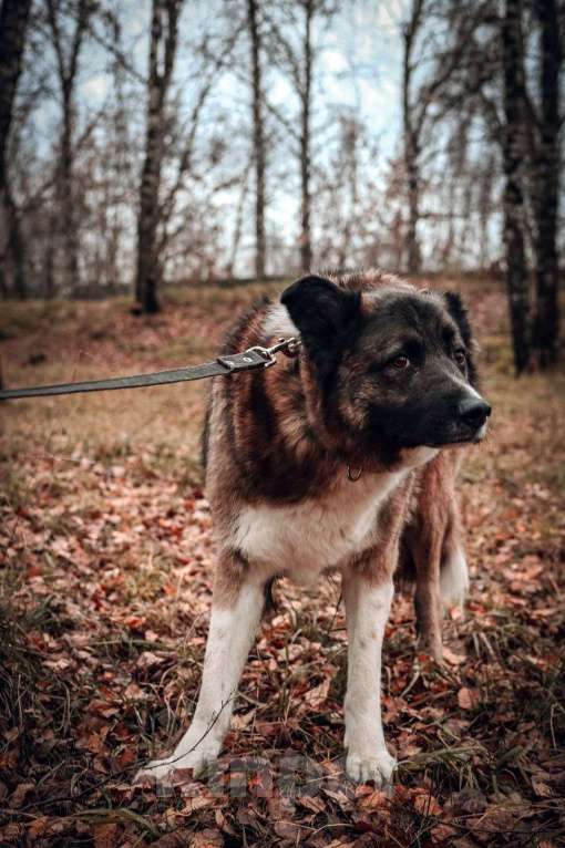 Собаки в Москве: Артем Мальчик, Бесплатно - фото 4