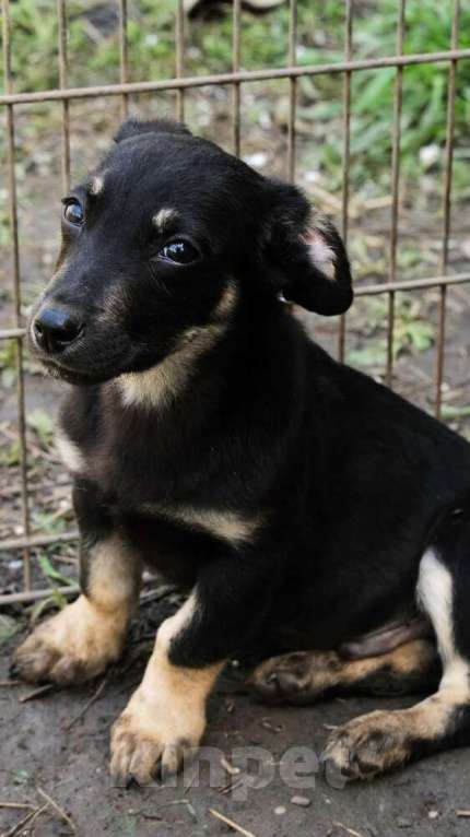 Собаки в Москве: Коротколапик — гладкошерстный щенок Сара в добрые руки Девочка, 1 руб. - фото 5