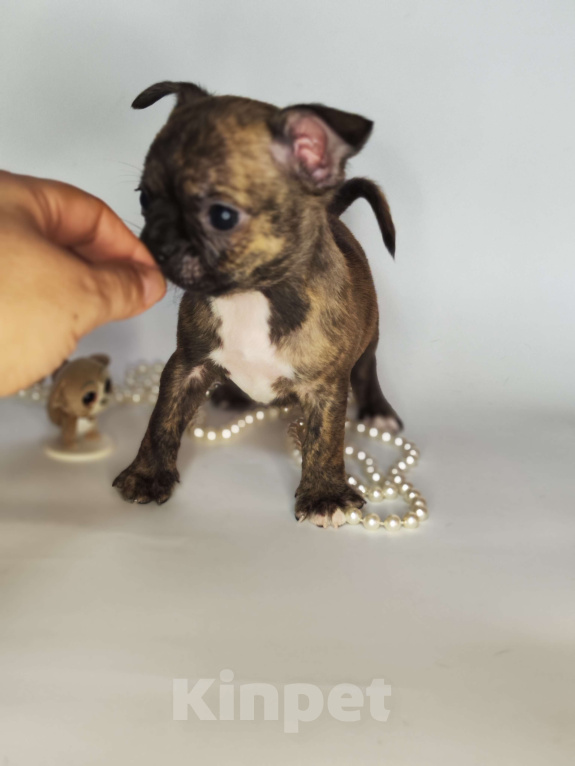 Собаки в Хотьково: Мальчики чихуахуа бейби фейс  Мальчик, 25 000 руб. - фото 6