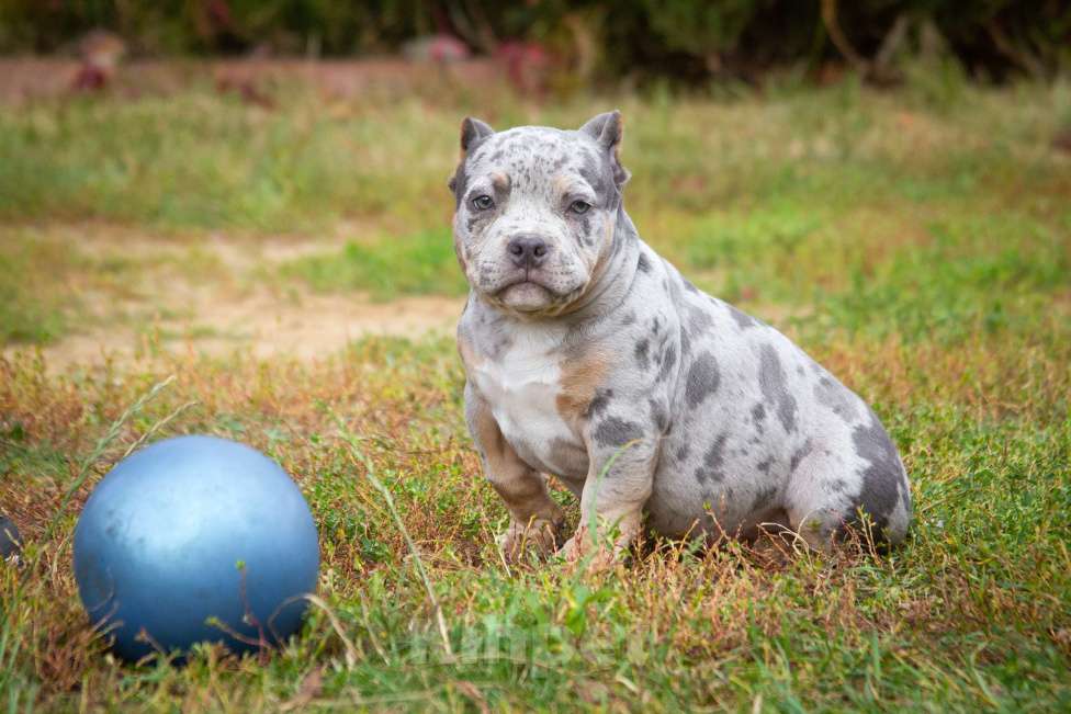 Собаки в других городах Московской области: Американский Булли парень покет Мальчик, 100 000 руб. - фото 4