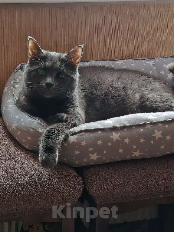 Кошки в Москве: В добрые ручки Девочка, Бесплатно - фото 4