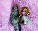 Кошки в Санкт-Петербурге: Мимимишный малютка, серый  котенок 2 мес Мальчик, 200 руб. - фото 6