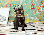 Кошки в Калуге: Разноцветная пеструшка. Котенок 2,5 мес в добрые руки. Девочка, Бесплатно - фото 9