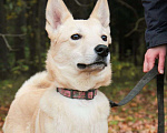 Собаки в Зеленограде: Перси ищет дом Мальчик, Бесплатно - фото 6