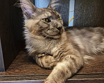 Кошки в Москве: Котик Мейн-кун Мальчик, 15 000 руб. - фото 2