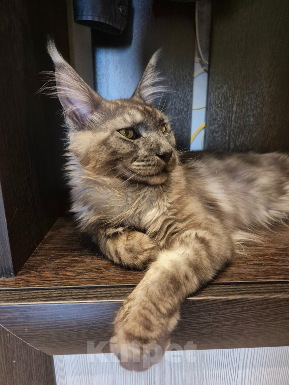 Кошки в Москве: Котик Мейн-кун Мальчик, 15 000 руб. - фото 2