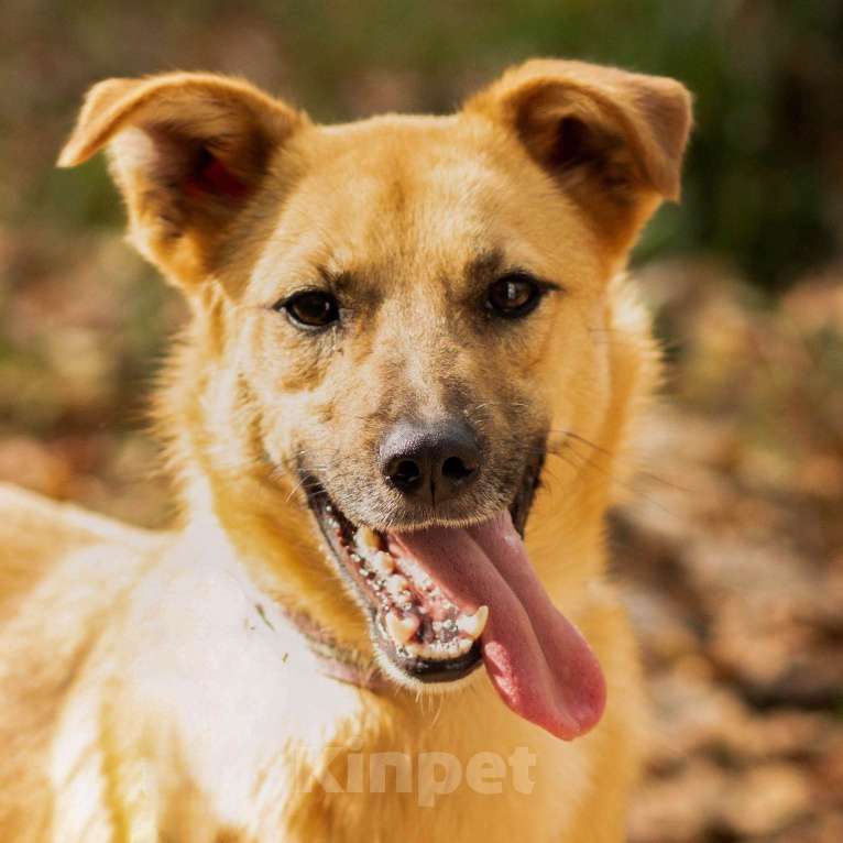 Собаки в Москве: Хэппи Девочка, Бесплатно - фото 3