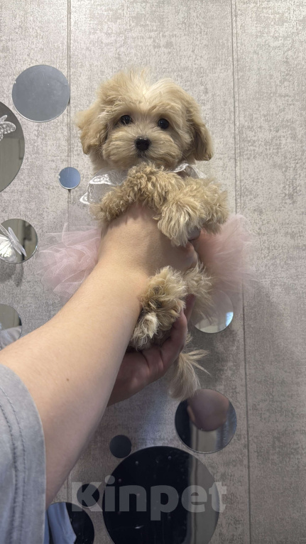 Собаки в Уфе: Мальтипу F1 девочка  Девочка, 120 000 руб. - фото 2