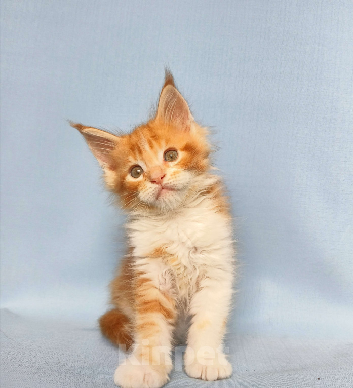 Кошки в Москве: Котята Мейн-Кун Мальчик Мальчик, 70 000 руб. - фото 8