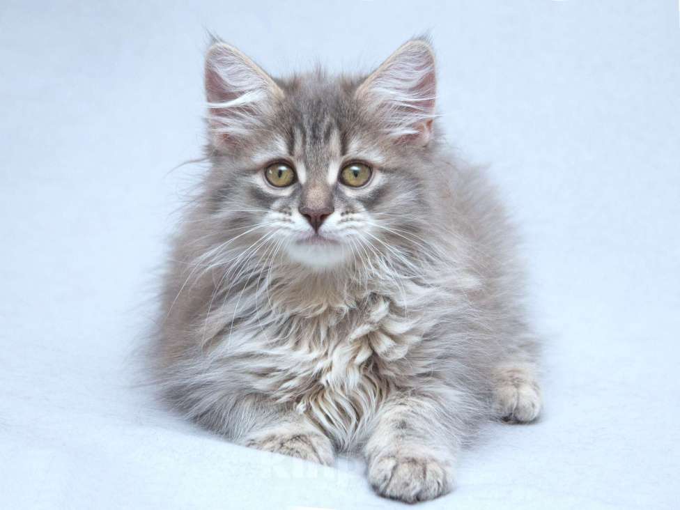 Кошки в Москве: Три пушистых котёнка в добрые руки Девочка, Бесплатно - фото 6