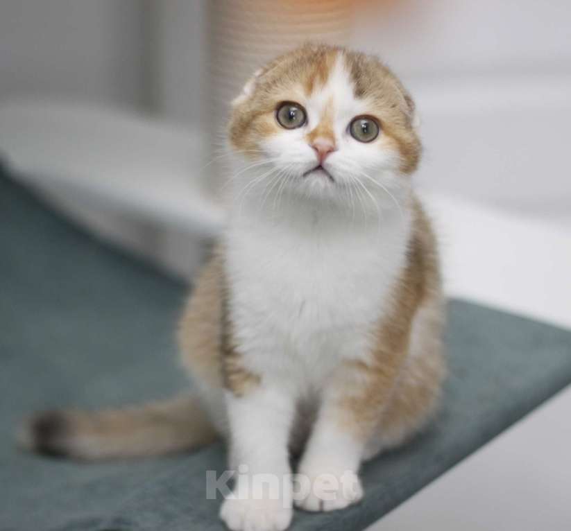 Кошки в Москве: Гаëн Девочка, 30 000 руб. - фото 3