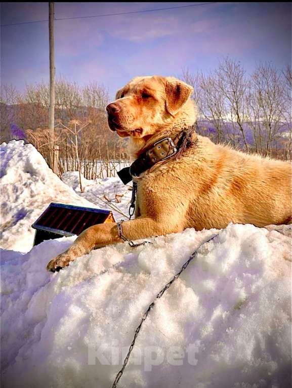 Собаки в других городах Сахалинской области: Отдадим в надежные руки Мальчик, Бесплатно - фото 2