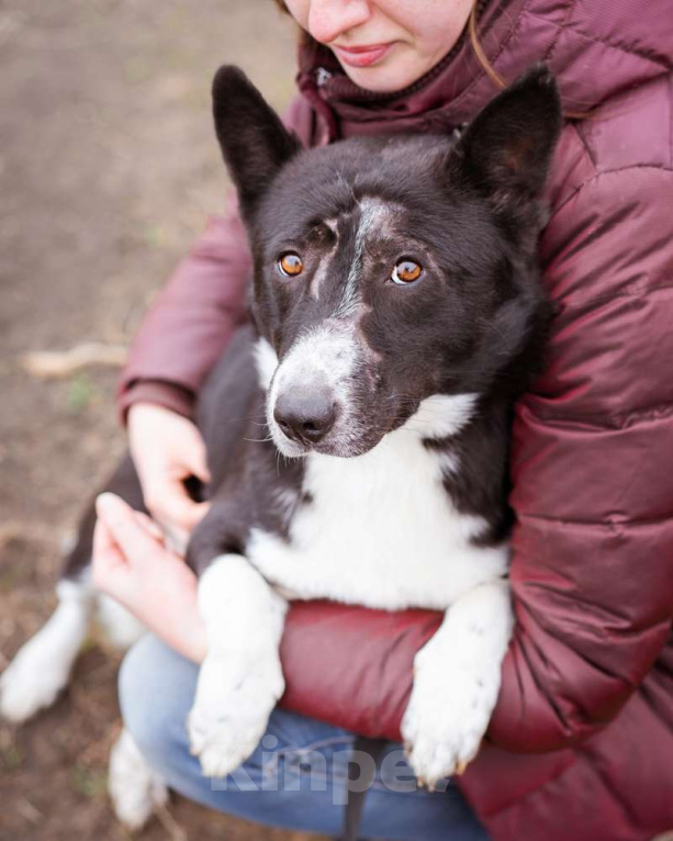 Собаки в Москве: Метис корги, собака из приюта в дар Мальчик, Бесплатно - фото 3