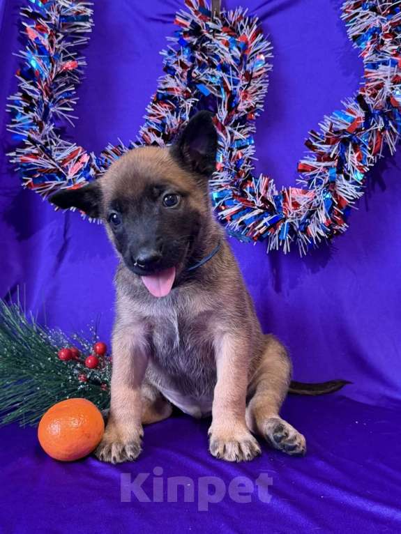 Собаки в других городах Московской области: Шикарные щенки малинуа от родителей чемпионов  Мальчик, 70 000 руб. - фото 7