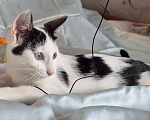 Кошки в Санкт-Петербурге: Ищет дом ласковый котейка Дантес Мальчик, Бесплатно - фото 3