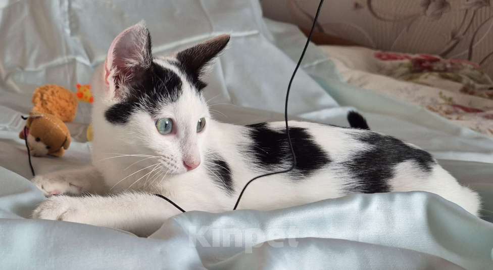 Кошки в Санкт-Петербурге: Ищет дом ласковый котейка Дантес Мальчик, Бесплатно - фото 3