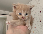Кошки в Люберцах: продажа Мейн Куны Девочка, 25 000 руб. - фото 3