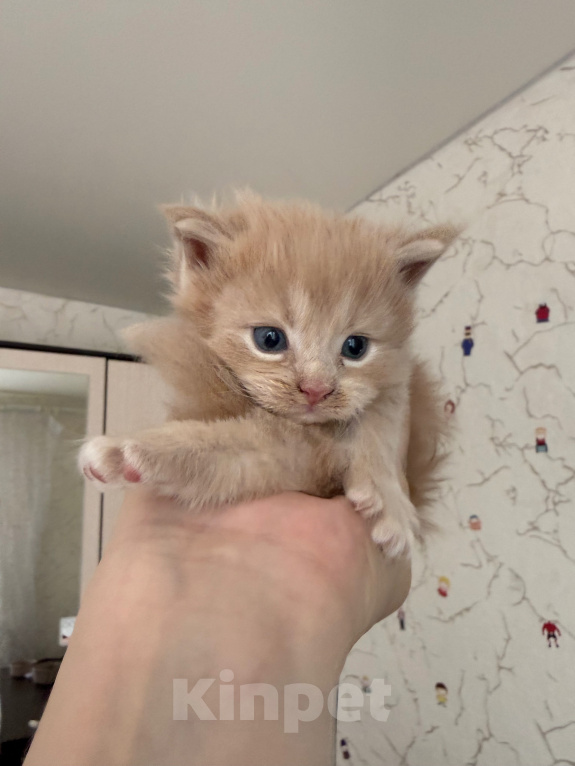 Кошки в Люберцах: продажа Мейн Куны Девочка, 25 000 руб. - фото 3