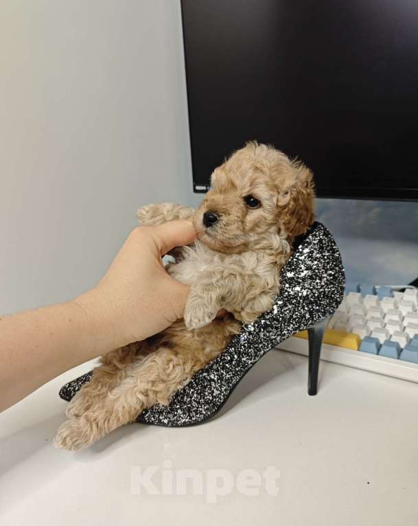 Собаки в Москве: Той-пудель карамель 🍫 Мальчик, 65 000 руб. - фото 3