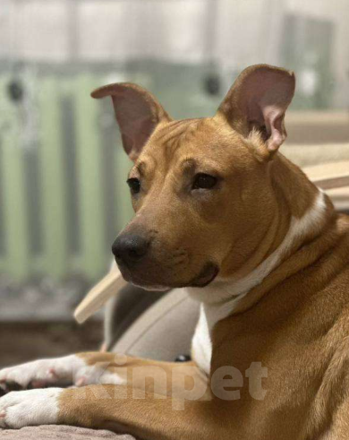 Собаки в Ярославле: Отдам в добрые руки Девочка, Бесплатно - фото 2