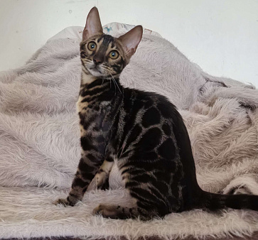 Котята бенгальские