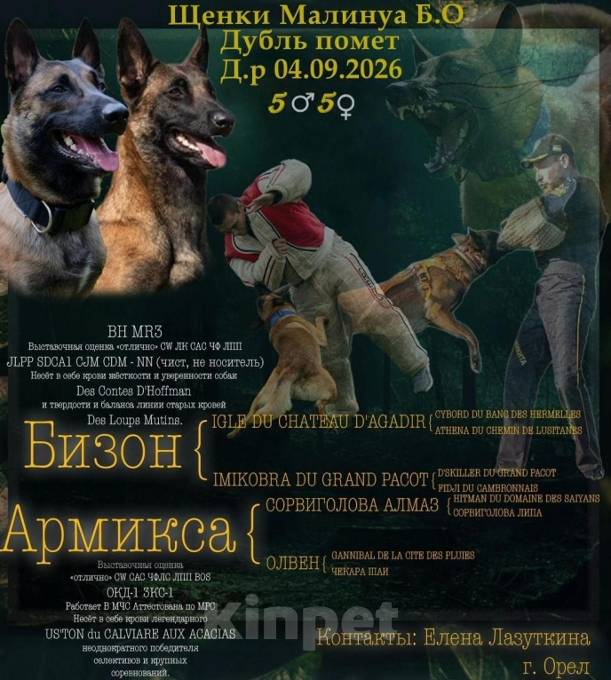 Собаки в Орле: ⚡⚡⚡⚡⚡Предлагаются щенки бельгийской овчарки (малинуа) от пары🔥🔥🔥 Бизон  х Армикса . Дубль помёт. Мальчик, 60 000 руб. - фото 2