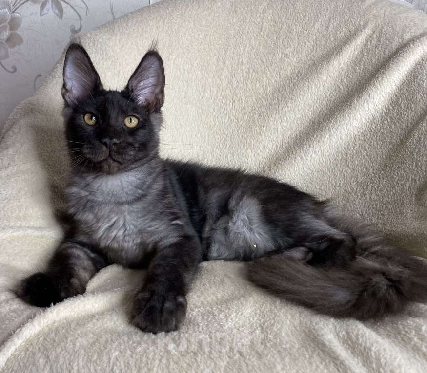 Кошки в Дмитрове: Черный дымчатый мальчик мейн кун Richard Мальчик, 40 000 руб. - фото 6